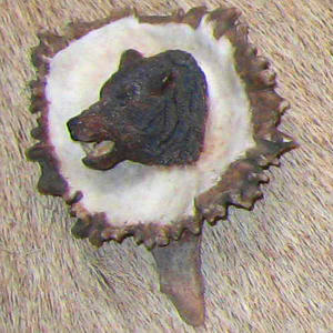 View a larger image of this bear buckle or bolo